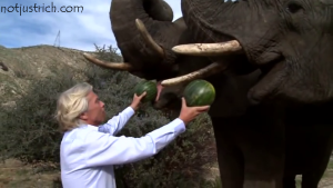 richard branson elephants